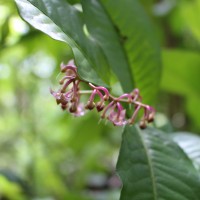Ardisia lankaensis Kosterm.